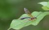 Rhyssinae inconnu